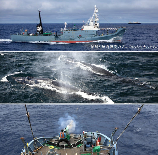日本の捕鯨を支える共同船舶株式会社